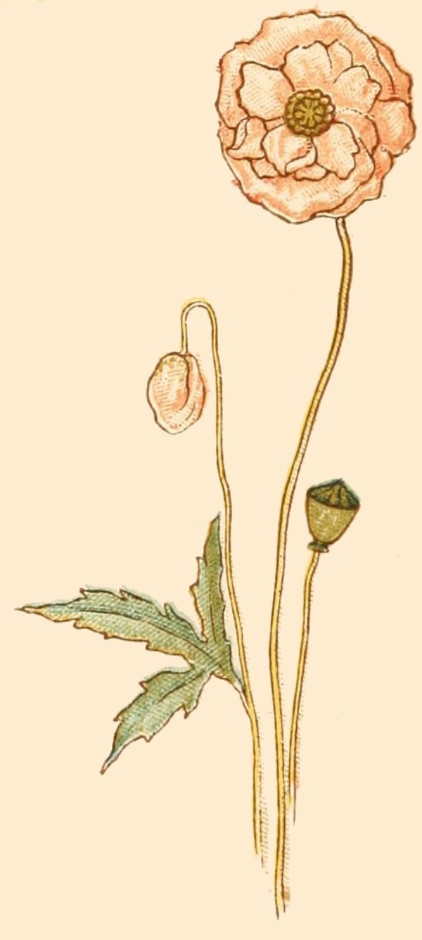 image not available
