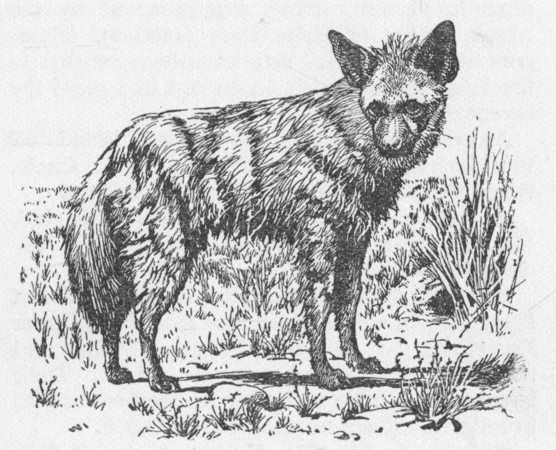 Aardwolf Aardwolf