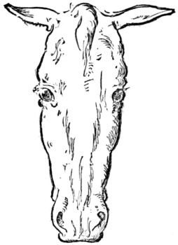 Fig. 2.—Head of Low-Bred Horse.